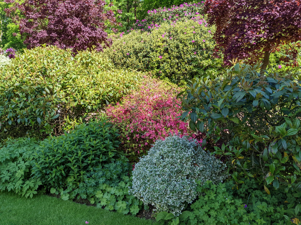 Bushes variety